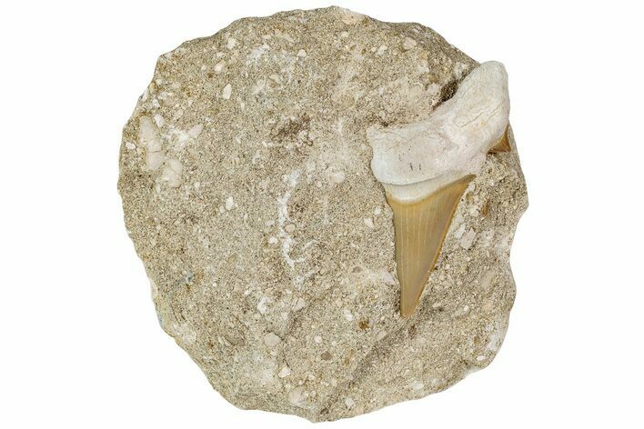 24 Otodus Shark Tooth Fossil In Rock Eocene 230921 For Sale